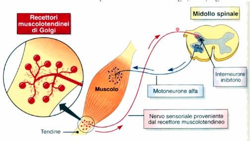 IL RUOLO DEI FUSI NEUROMUSCOLARI NEGLI ESERCIZI DI ALLUNGAMENTO I fusi neuromuscolari, presenti nei muscoli volontari e disposti all'interno del muscolo in parallelo rispetto alle fibre muscolari,