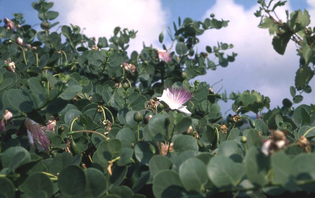 Il cappero (Capparis spinosa L., 1753) è un piccolo arbusto o suffrutice ramificato a portamento prostratoricadente.