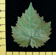 ia di Pergado su giovani foglie in accrescimento - prove di serra Mandipropamid 12,5 g s.a./hl 30 Standard citotropico 22,5 g s.a./hl 20 10 0 3 gg DT 6 gg DT Folpet non efficace Folpet g s.a./hl