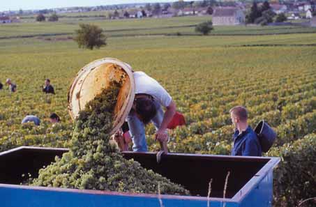 Nel vigneto secondo la tradizione. La ven demmia va effettuata in luna calante, come tutte le operazioni di asportazione (potatura secca, sfogliatura, innesti di fi ne inverno, ecc.