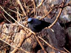 Ciò conferma l importanza della salvaguardia delle cave frequentate dalla specie.