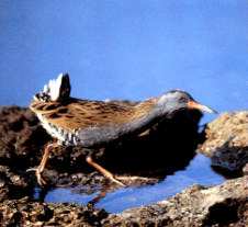 Rallus aquaticus Porciglione La sua presenza nell area euganea è legata alla tutela a al ripristino delle zone umide.