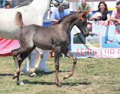 secondo posto si attesta *HA Sharif (Area Sirhaan x Alisha) di Robert Schlereth (D).