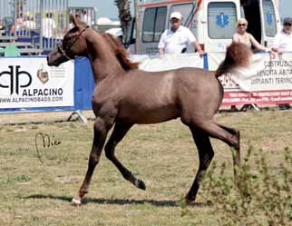 Si laurea Campionessa Puledre *Psynata (Psytadel x Natalia) presentata da Scott Allmann allevata da Stockle Family e in leasing quest'anno presso Hannelore Bourdeaux mentre il titolo di Riserva