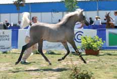 ra Anna Stojanowka (POL), la sig.ra Renata Schibler (CH), il sig. Pierluigi Rota (IT) ed il sig. Fausto Scanzi (IT). Il sig. Ivo Ludi ha ottimamente svolto il ruolo di Ring Master.