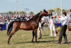 upset breeders. However, when you go to a show to be evaluated, you should be willing to accept the score awarded by the jury, always consisting of serious professionals.