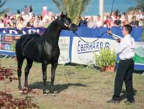 Stallions 7 years and more Giorgio Andrioli, mentre ad un punto di distacco, si attesta al terzo posto *Imperial Baaarilla (Imperial Baarez x