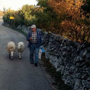 Gehörsame Schafe mit einem Strick (špag) gebunden ali i svi ostali, kad premještaju ovce na kraće razdaljine ili u parcele do kojih vode tek uski klančì`ći prolazi.