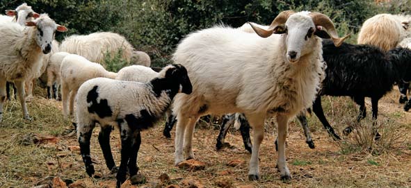 Gazda stada: creski ovan Der Herdenherr: der Creser Schafbock Il capobranco: il montone chersino čvrsto držali.