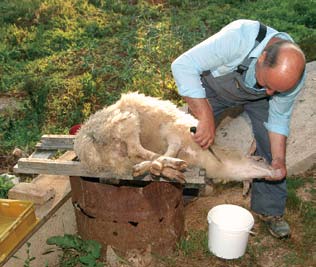 gradeẽlah (muleẽtah) roš tilju, a također su kuhale i janjeću juhu. U zimsko vrijeme zakolju se stãrke sta re ovce ili tù`ča kastrirani ovan.