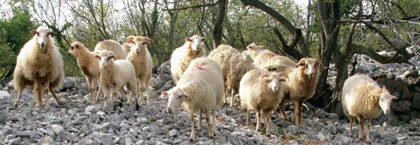 stalnu depo pu la ciju, a trend sta renja stanovništva, od 1970-tih godina na dalje, kao posljedicu ima i sve manji broj ovaca.