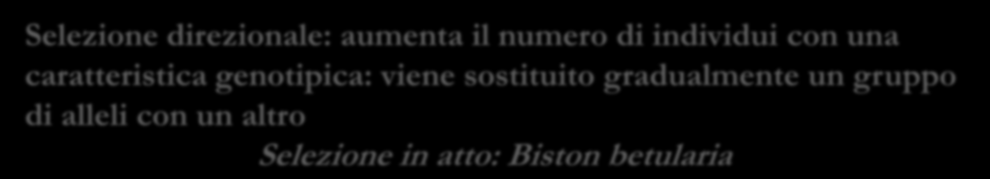 Talvolta nasceva una Biston melanica(di colore scuro), ma erano casi rari che venivano individuati e divorati dagli