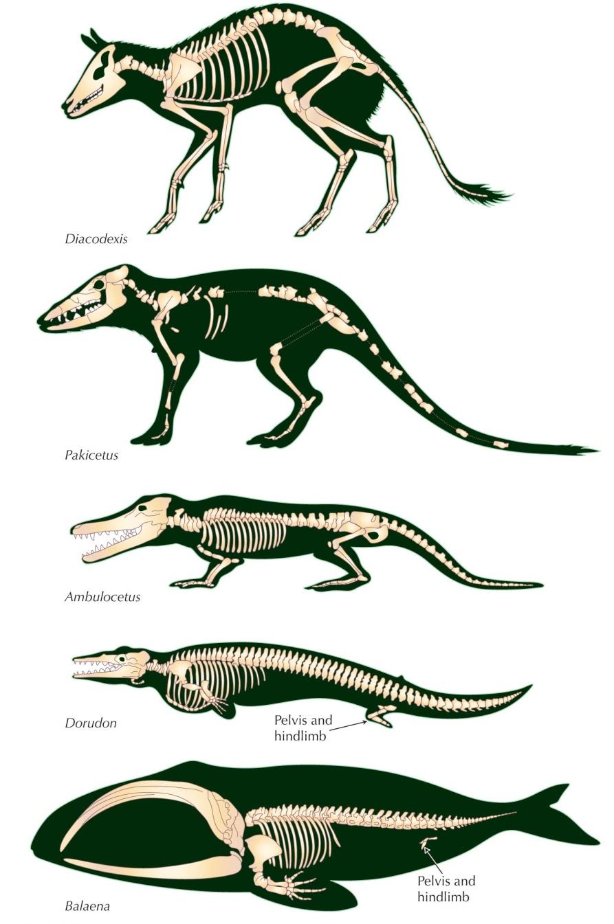 La storia evolutiva della balena: ritorno all acqua Le balene attuali derivano dall evoluzione di mammiferi a quattro arti che vivevano sulla terraferma 55 milioni di anni