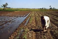 QUANDO PIOVE IL FIUME NILO INONDA TUTTE LE TERRE E LASCIA IL LIMO. IL LIMO E FORMATO DA ACQUA DEL FIUME E TERRA. IL LIMO FA DIVENTARE LA TERRA MOLTO FERTILE.