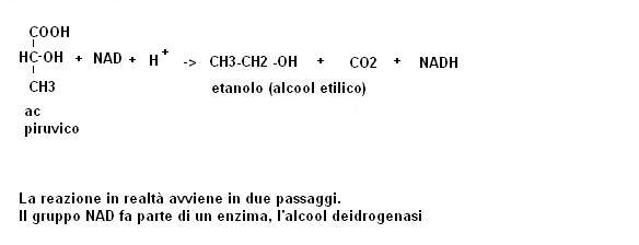 Produzione degli alcool A livello industriale gli alcool vengono prodotti con due procedimenti principali: 1. fermentazione degli zuccheri 2.