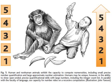 Il fatto puro e semplice è che un primate, anche il più dotato e meglio addestrato, si ferma alle possibilità di un bambino di 2/2,5 anni (che, va aggiunto, apprende la lingua in modo del tutto