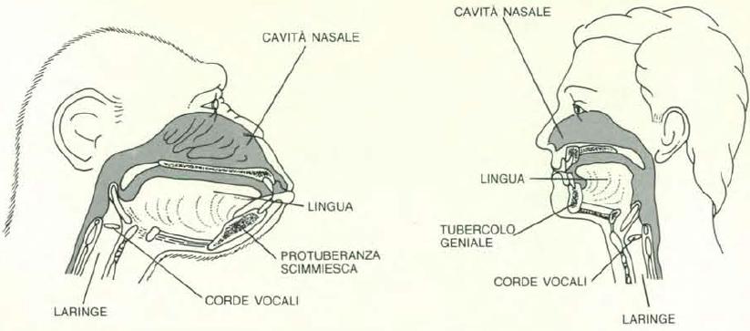 Lingue e linguaggio tra mito e realtà. Corso di sopravvivenza contro miti e pregiudizi linguistici b.