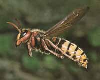 Il Calabrone attacca le api in volo e le uccide per nutrirsi del nettare che trasportano