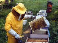 Ci spieghi meglio in cosa consiste il tuo lavoro? A Per fare l apicoltore devi avere la passione per le api.