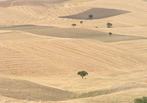 3 Colture di tipo estensivo e sistemi