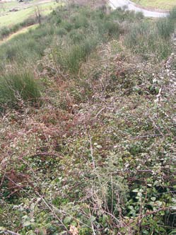 3 31.8A Vegetazione submediterranea a Rubus ulmifolius (Campania, Vallo di Diano) CespuGlieti e praterie 32 Cespuglieti a sclerofille Uno dei problemi maggiori è l adattamento della suddivisione su