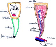 Come si usa questo materiale didattico : l insegnante spiega come sono costituiti i denti con l aiuto delle figura Ogni dente una funzione ed invita i bambini a leggere I denti sono vivi e la lettura