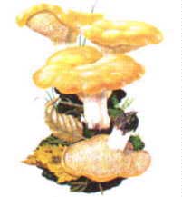 Gambo: cilindrico, piuttosto corto e tozzo, cotonoso nella parte superiore e cavo come il cappello. Carne: biancastra. Spore: allungate, elissoidali, ialine.