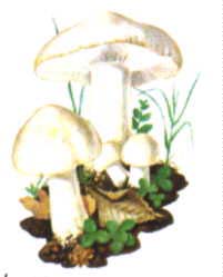 Calocybe gambosa Prugnolo Cappello: 5-15 cm di diametro, emisferico o molto convesso poi si espande e diventa irregolare- opaco, liscio, assai carnoso; di colore variabile dal bianco-crema al
