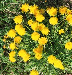 Speciale Bárbol on Flickr CC pizzodisevo on Flickr CC hedgerowmobile on Flickr CC Rhododendron spp. Taraxacum officinale Hedysarum coronarium Colore: molto scuro, quasi nero.