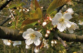 Caratteristiche organolettiche: miele di colore ambra scuro, rossiccio, con caratteristica consistenza gelificata, eventualmente con alcuni cristalli caratteristici (globulari o stellari); odore di