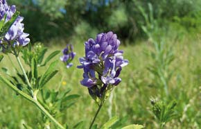 colturali tradizionali. Fiorisce a maggio agosto. Si possono ottenere mieli uniflorali di erba strega nelle Marche, Umbria e Abruzzo.