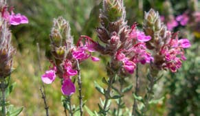 Fiorisce a maggio agosto e può dare origine a mieli uniflorali nelle zone montane dell Italia centrale, mentre altrove, pur essendo una componente importante dei mieli millefiori di montagna,