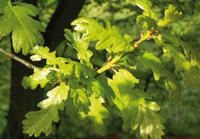 Anche le querce sempreverdi quali il leccio (Q. ilex) e la quercia da sughero (Q. suber), possono produrre melate simili nelle rispettive zone di diffusione (areale mediterraneo).