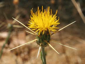 Fiorisce tutto l anno, ma raccolti uniflorali si ottengono sulle fioriture invernali o della primissima primavera, quando non ci sono molte altre specie concorrenti, in aree con clima caldo.