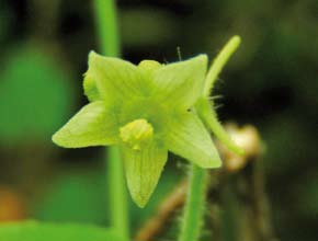 Fiorisce a luglio settembre e sono stati osservati mieli uniflorali nelle zone dove la pianta è maggiormente diffusa (Piemonte e Lombardia). Caratteristiche organolettiche: non note.