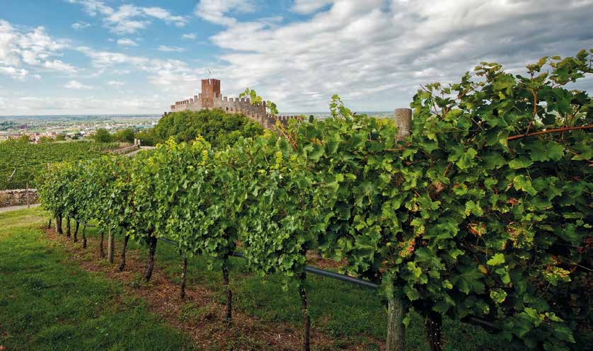 FORMAZIONE Fucina Soave : una bottega di talenti Parte l innovativo progetto di responsabilità sociale d Impresa che il Consorzio del Soave ha scelto di sostenere un azienda.