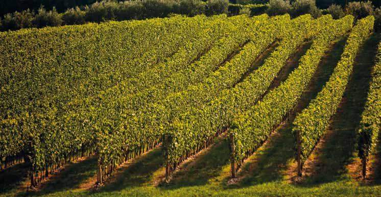 RICERCA Terroir e genomica: il SOAVE come modello di MARIO PEZZOTTI* Vitigno, annata e terroir insieme alla denominazione di origine definiscono sinteticamente un vino.