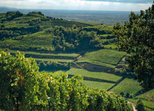 Il vino è la risultante di un complesso processo biologico che deriva dalla profonda interazione della pianta vite con il suo ambiente.