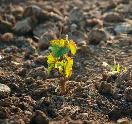 La biologia molto recentemente ha sviluppato conoscenze che hanno consentito la nascita della genomica, una branca della genetica che studia la struttura, la funzione e l evoluzione dei genomi dei