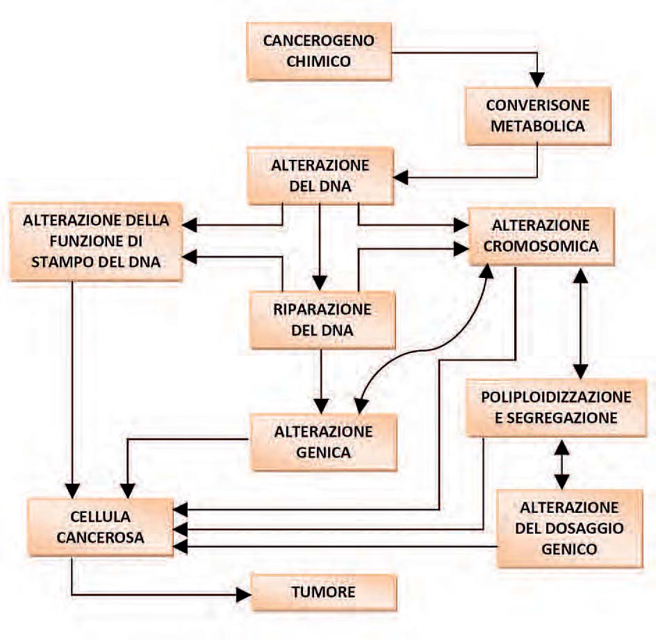 Linee guida per la valutazione del rischio da esposizione ad Agenti Chimici Pericolosi e ad Agenti Cancerogeni e Mutageni stere sul DNA e stimolare riparazioni non efficienti.