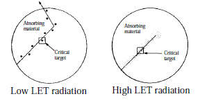 Per l interpretazione degli effetti delle radiazioni ionizzanti sulla materia vivente è di fondamentale importanza la distribuzione spaziale dell energia trasferita lungo le tracce dalle particelle