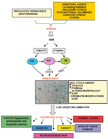 cellule proliferanti quelle danneggiate da fattori esterni e contenenti mutazioni endogene. Fig.1.