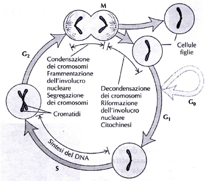 fase S (sintesi), processo di duplicazione del DNA e dei cromosomi che sarà poi equamente suddiviso fra le due cellule figlie nella successiva mitosi; 2.