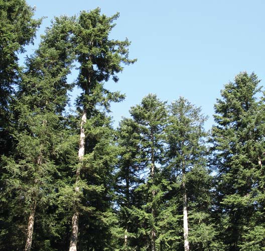 La foresta, «pozzo» per il CO 2, barriera contro l'erosione AGIRE Abeti bianchi nelle Foreste Casentinesi, presso l Eremo di Camaldoli (Arezzo). «Da tre anni piantava alberi in quella solitudine.