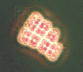 scure su pietre o terreno umido (Oscillatoria, Microcoleus, Stigonema, ecc., tutte filamentose).