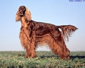 taglio della coda. Così alcuni Spaniels Cavalier King Charles, Irish Water e altri - sono a coda integra.