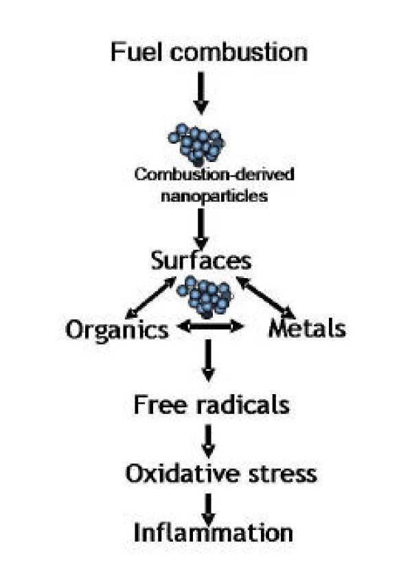 I metalli associati al nanoparticolato atmosferico sono responsabili di stress ossidativo a livello cellulare (11, 53), ed agiscono sinergisticamente con la superficie della nanoparticella.