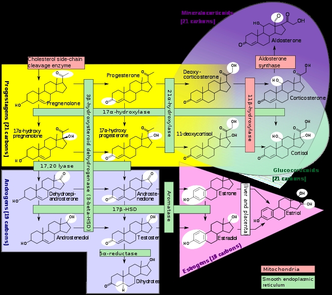 le trasformazioni: androstene dione ESTRONE. testosterone ESTRADIOLO (nell'immagine).