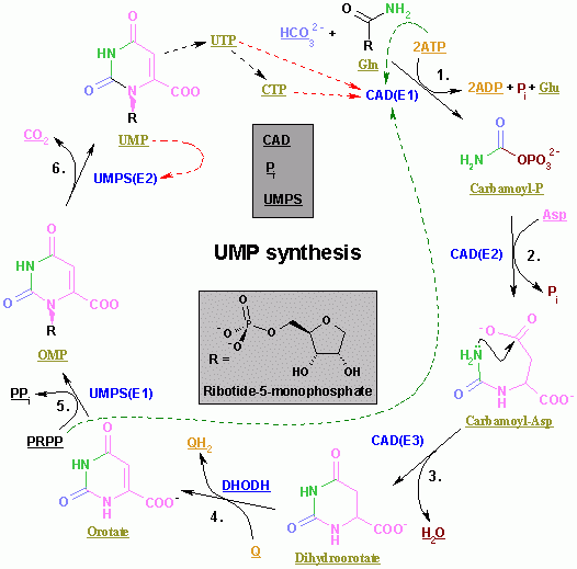 Giordano Perin; Biochimica 10: metabolismo 7: metabolismo delle basi azotate I processi di sintesi dei nucleotidi fino ad ora descritti portano alla formazione di: NUCLEOTIDI PURINICI in forma di GMP