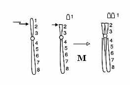 cromatidi ha subito la rottura. Se il danno al DNA è avvenuto in una popolazione cellulare asincrona possono essere visualizzate entrambe le categorie.